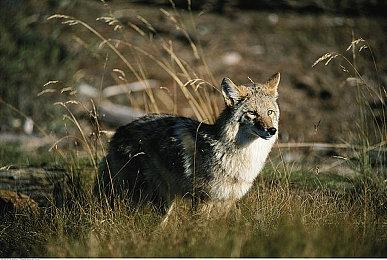 《暗黑破坏神4》首个100级玩家达成 使用野蛮人